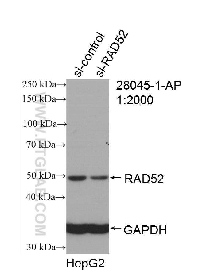 Western Blot (WB) analysis of HepG2 cells using RAD52 Polyclonal antibody (28045-1-AP)