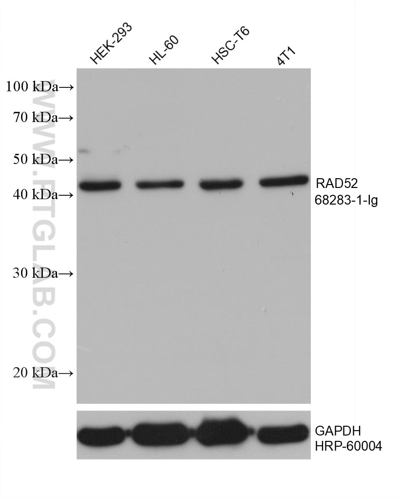 Western Blot (WB) analysis of various lysates using RAD52 Monoclonal antibody (68283-1-Ig)