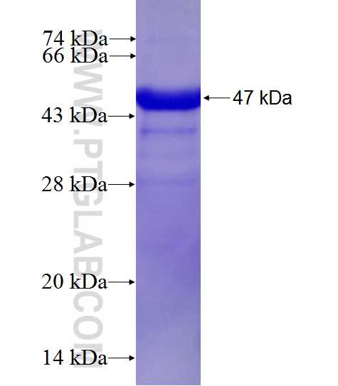 RAD52 fusion protein Ag27619 SDS-PAGE