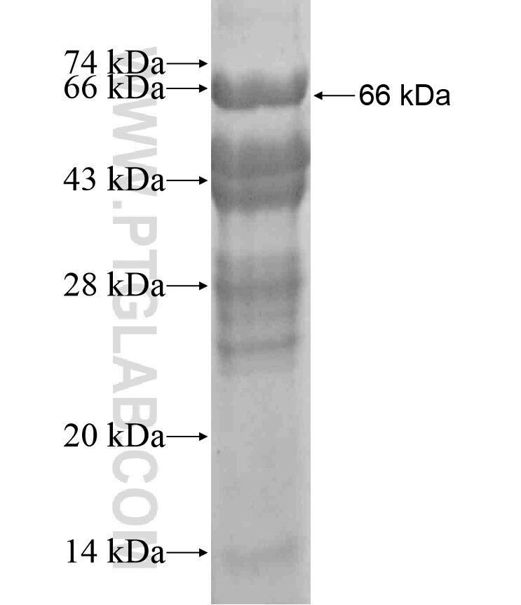 RAD54L2 fusion protein Ag17995 SDS-PAGE