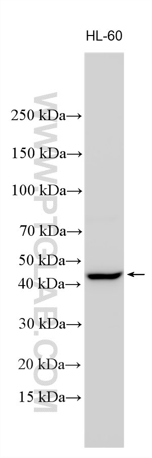 HL-60 cells were subjected to SDS PAGE followed by western blot with 20154-1-AP (RAD9B antibody) at dilution of 1:800 incubated at room temperature for 1.5 hours. Western Blot (WB) analysis of various lysates using RAD9B Polyclonal antibody (20154-1-AP)