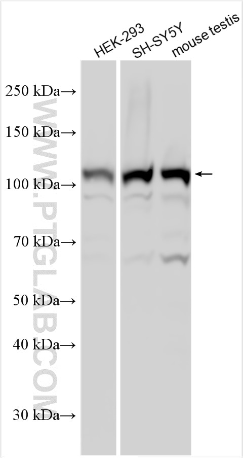 Western Blot (WB) analysis of various lysates using RADIL Polyclonal antibody (20284-1-AP)