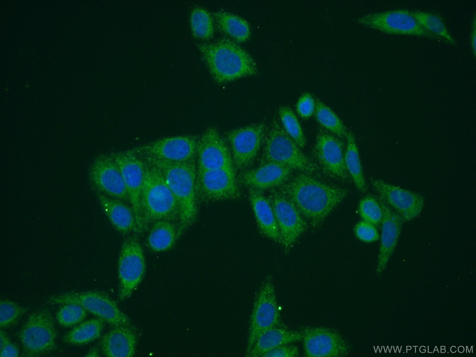 Immunofluorescence (IF) / fluorescent staining of HepG2 cells using RAE1 Polyclonal antibody (20491-1-AP)