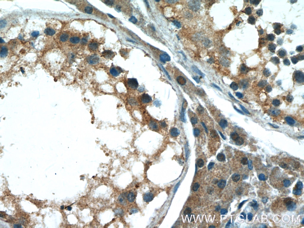 Immunohistochemistry (IHC) staining of human testis tissue using RAE1 Polyclonal antibody (20491-1-AP)