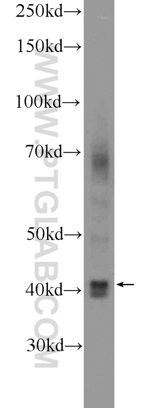Western Blot (WB) analysis of HEK-293 cells using RAE1 Polyclonal antibody (20491-1-AP)