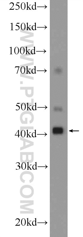 WB analysis of HepG2 using 20491-1-AP