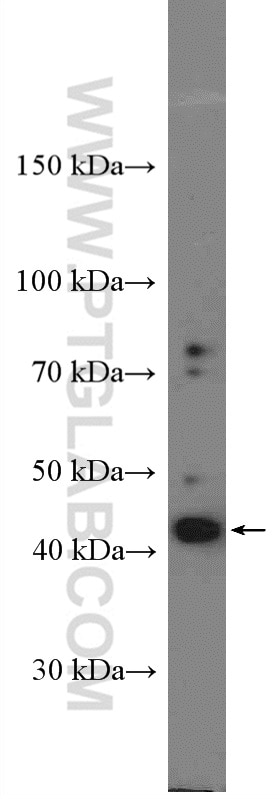 Western Blot (WB) analysis of BxPC-3 cells using RAE1 Polyclonal antibody (20491-1-AP)