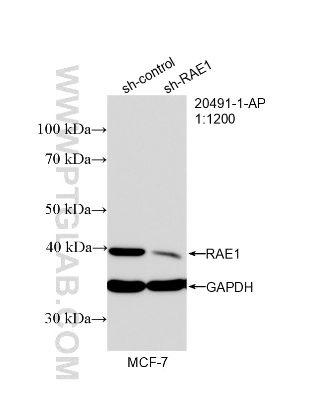 Western Blot (WB) analysis of MCF-7 cells using RAE1 Polyclonal antibody (20491-1-AP)