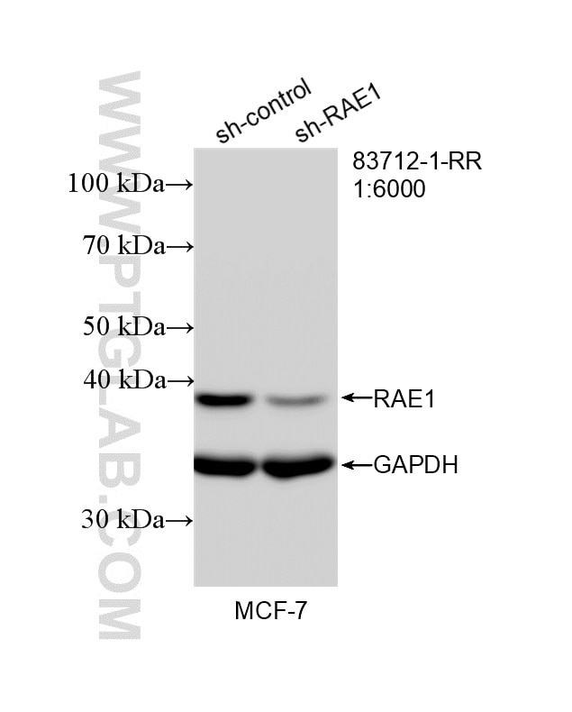 Western Blot (WB) analysis of MCF-7 cells using RAE1 Recombinant monoclonal antibody (83712-1-RR)