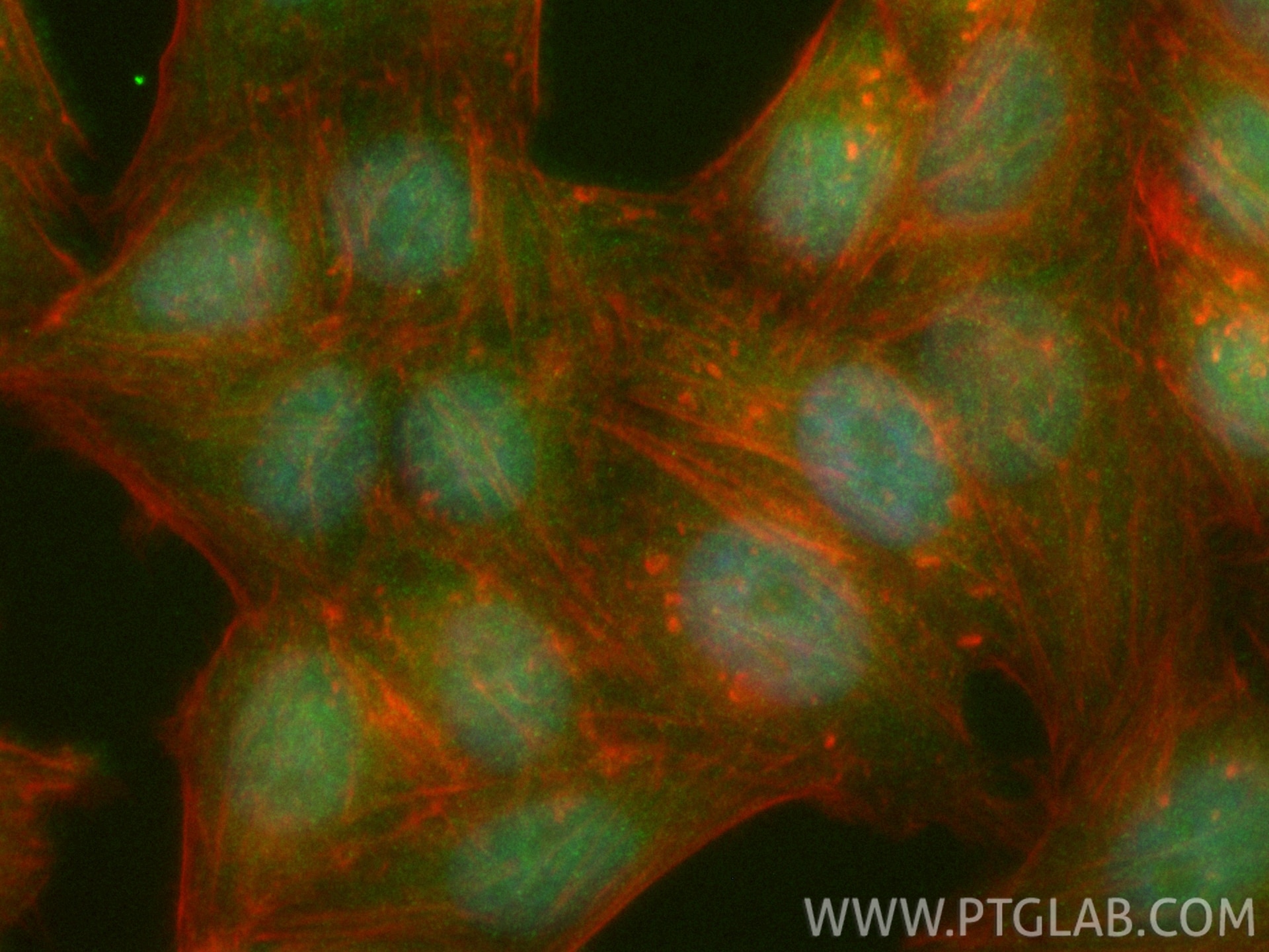 Immunofluorescence (IF) / fluorescent staining of HepG2 cells using CoraLite® Plus 488-conjugated RAE1 Recombinant ant (CL488-83712-4)