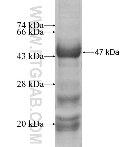 RAE1 fusion protein Ag12102 SDS-PAGE