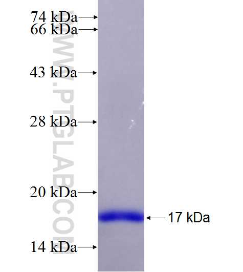 RAET1E fusion protein Ag27450 SDS-PAGE