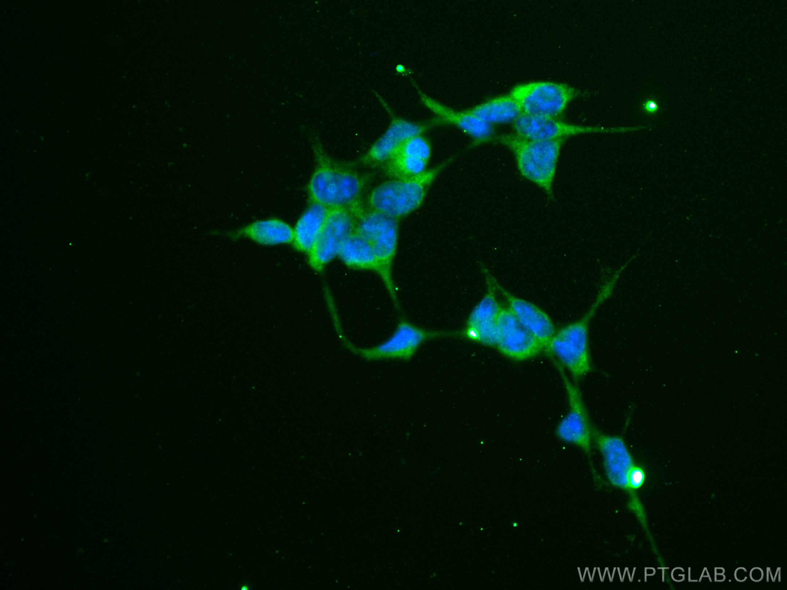 Immunofluorescence (IF) / fluorescent staining of HEK-293 cells using RAF1 Monoclonal antibody (66592-1-Ig)