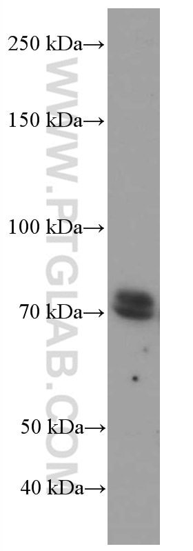 Western Blot (WB) analysis of HEK-293 cells using RAF1 Monoclonal antibody (66592-1-Ig)