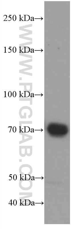 Western Blot (WB) analysis of K-562 cells using RAF1 Monoclonal antibody (66592-1-Ig)