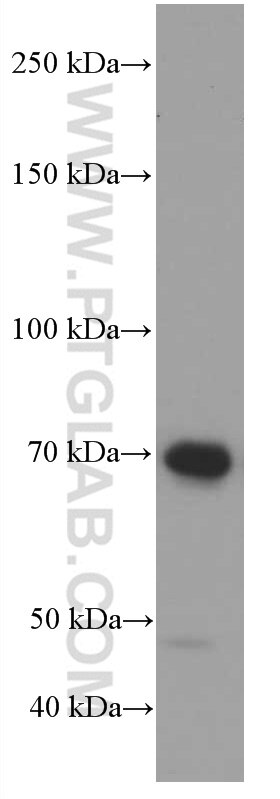 Western Blot (WB) analysis of Jurkat cells using RAF1 Monoclonal antibody (66592-1-Ig)