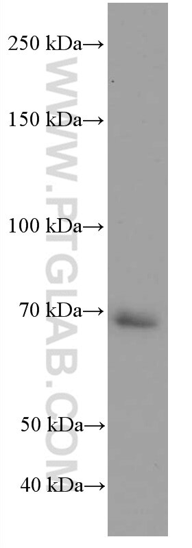 Western Blot (WB) analysis of HL-60 cells using RAF1 Monoclonal antibody (66592-1-Ig)