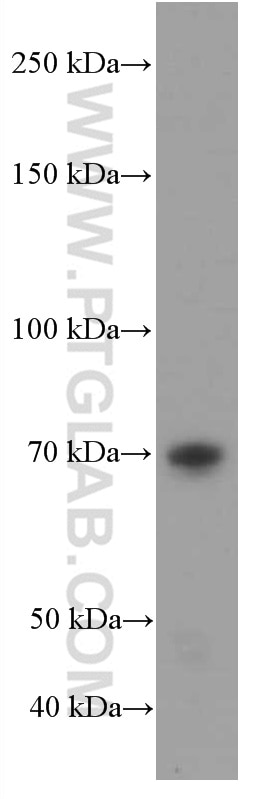 Western Blot (WB) analysis of DC2.4 cells using RAF1 Monoclonal antibody (66592-1-Ig)