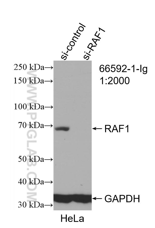 Western Blot (WB) analysis of HEK-293 cells using RAF1 Monoclonal antibody (66592-1-Ig)