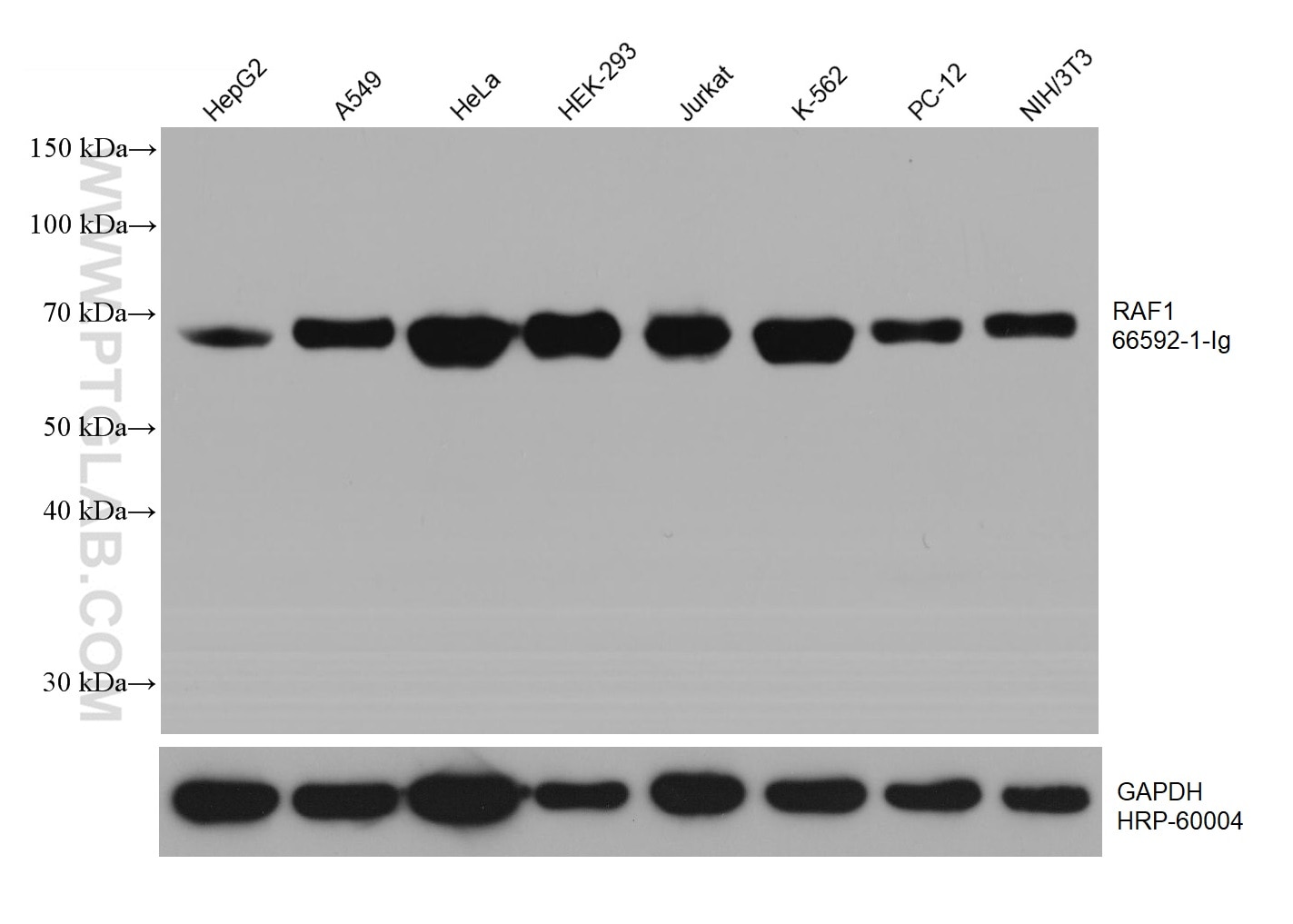 Western Blot (WB) analysis of various lysates using RAF1 Monoclonal antibody (66592-1-Ig)