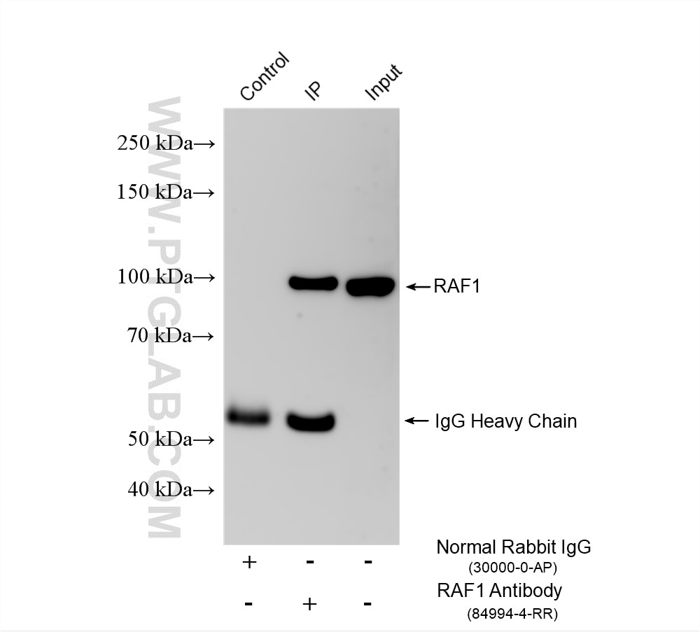 IP experiment of HeLa using 84994-4-RR (same clone as 84994-4-PBS) Immunoprecipitation (IP) experiment of HeLa cells using RAF1 Recombinant monoclonal antibody (84994-4-RR)