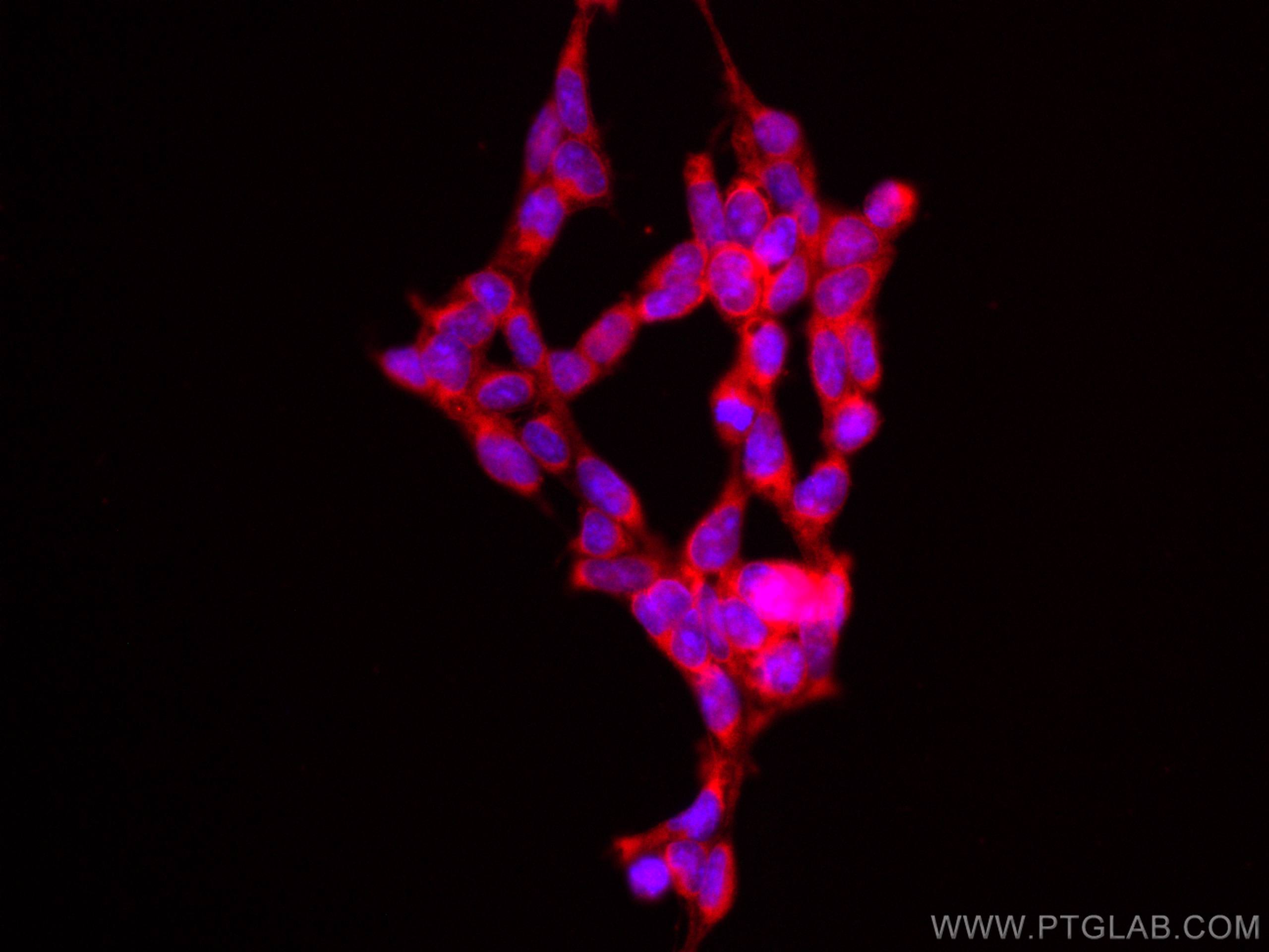 Immunofluorescence (IF) / fluorescent staining of HEK-293 cells using CoraLite®594-conjugated RAF1 Monoclonal antibody (CL594-66592)