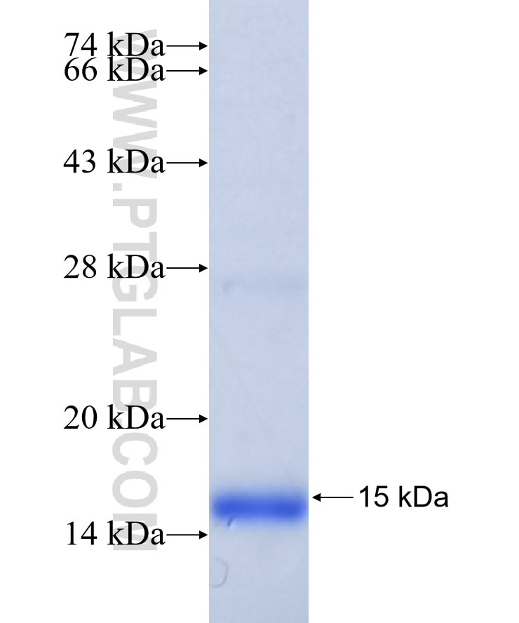 RAF1 fusion protein Ag25402 SDS-PAGE
