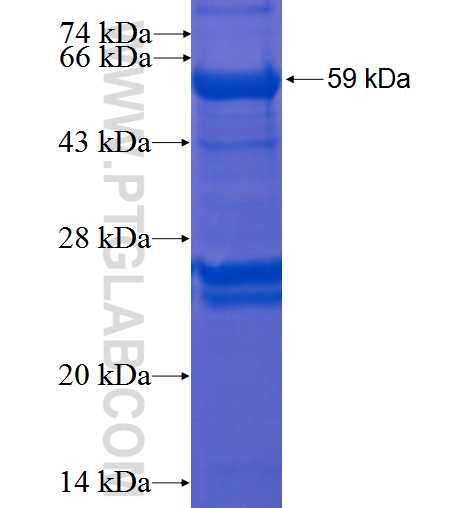 RAF1 fusion protein Ag3060 SDS-PAGE