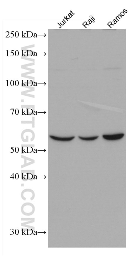 Western Blot (WB) analysis of various lysates using RAG2 Monoclonal antibody (66998-1-Ig)