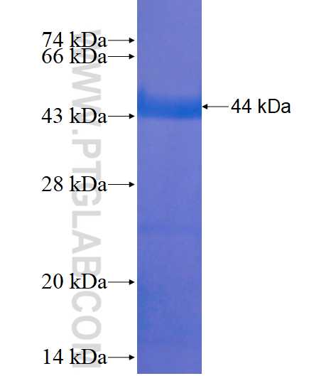 RAG2 fusion protein Ag16780 SDS-PAGE