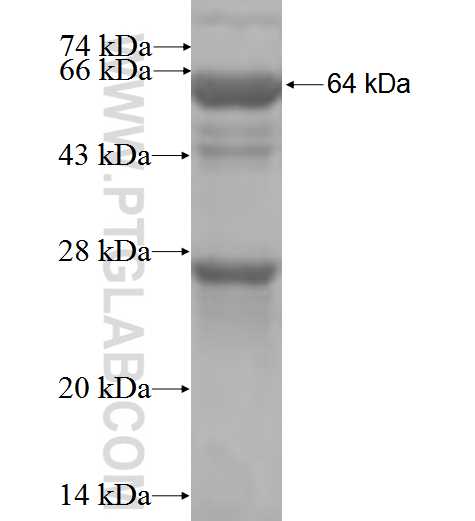 RAG2 fusion protein Ag2393 SDS-PAGE