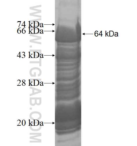 RAI1 fusion protein Ag9046 SDS-PAGE
