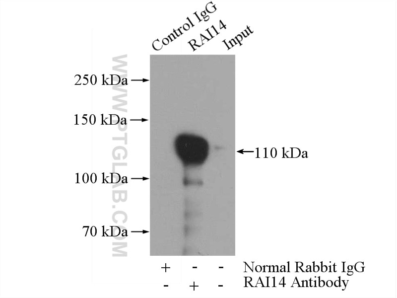Immunoprecipitation (IP) experiment of mouse testis tissue using RAI14 Polyclonal antibody (17507-1-AP)