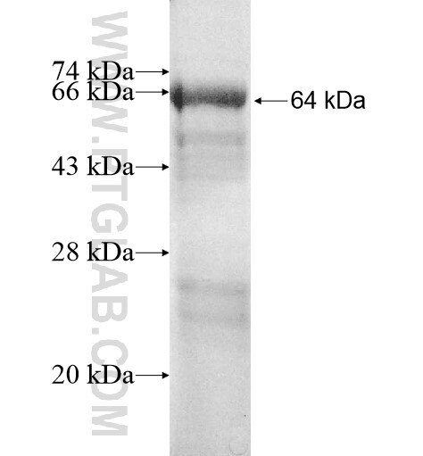 RAI14 fusion protein Ag11708 SDS-PAGE