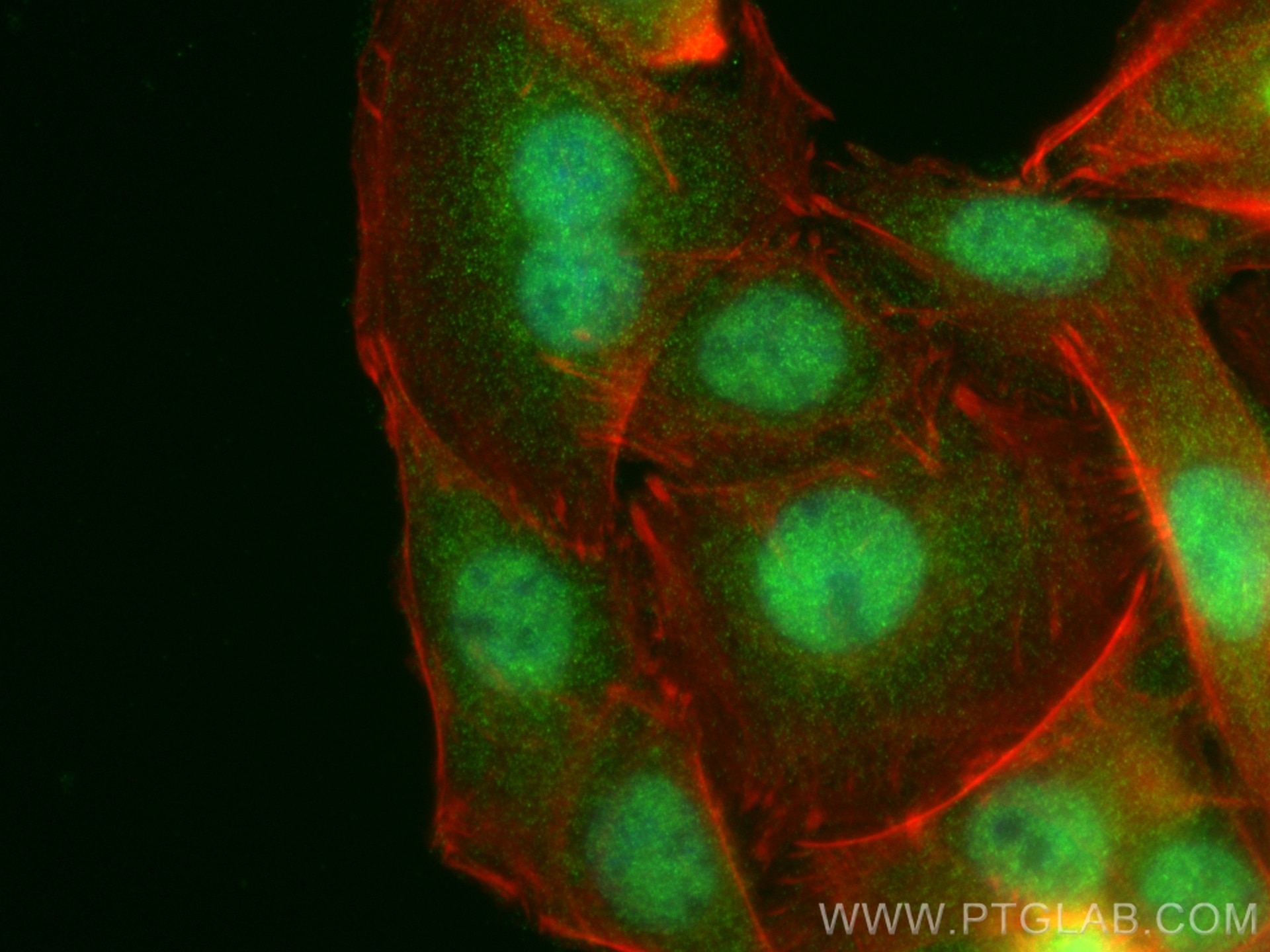 Immunofluorescence (IF) / fluorescent staining of SW480 cells using RAI2 Polyclonal antibody (28217-1-AP)