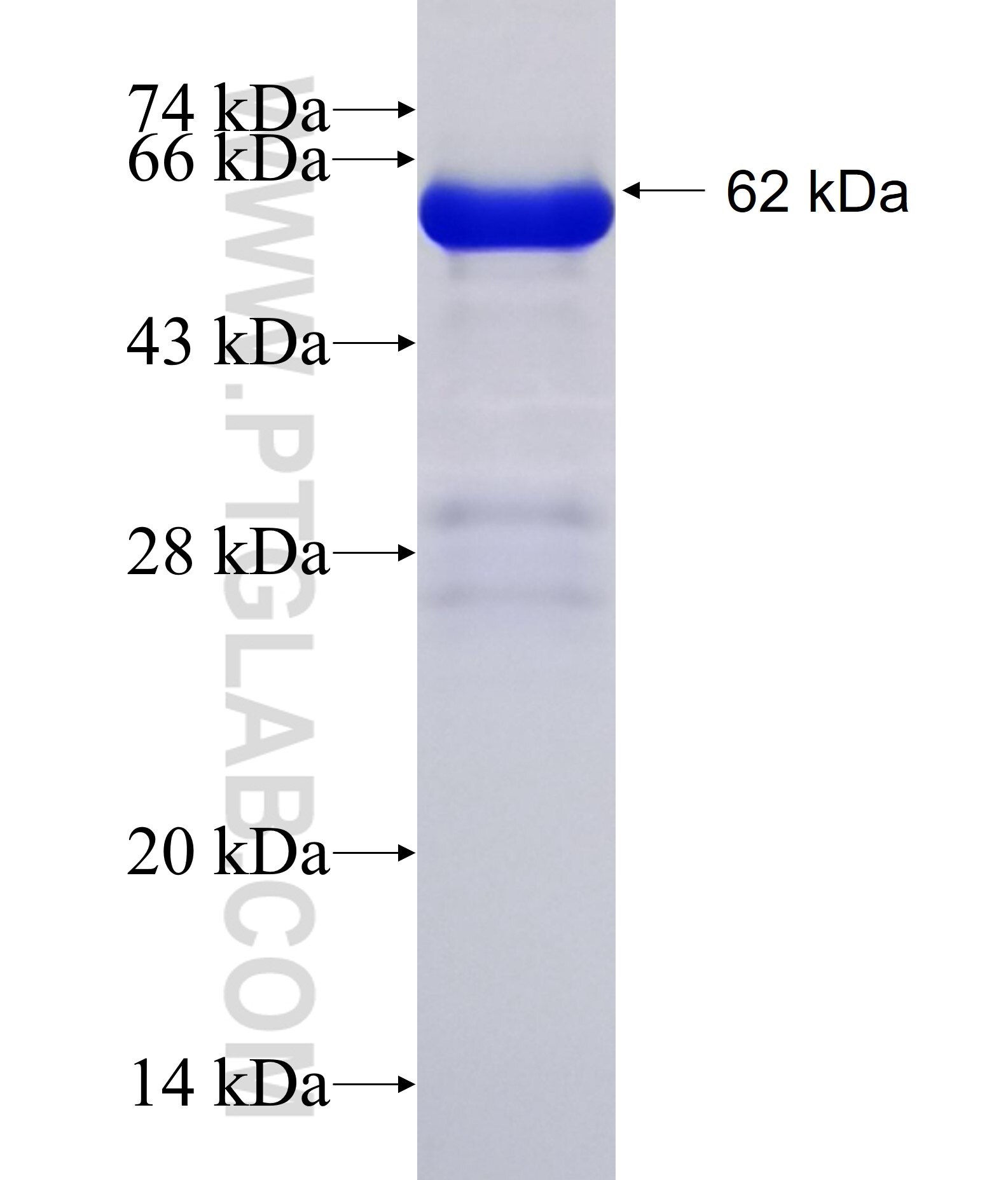 RAI2 fusion protein Ag28253 SDS-PAGE