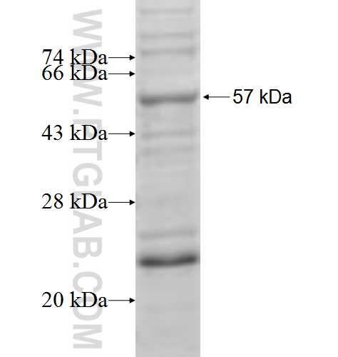 RAI2 fusion protein Ag5673 SDS-PAGE