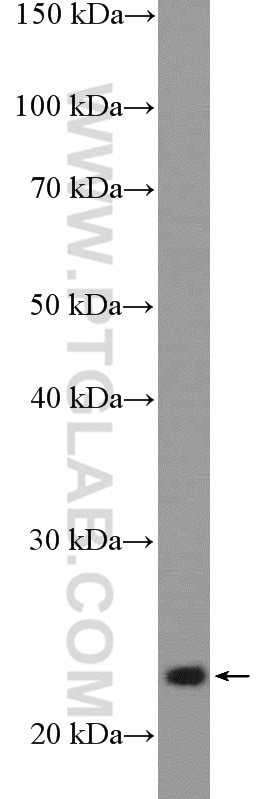 Western Blot (WB) analysis of MCF-7 cells using RALA Polyclonal antibody (13629-1-AP)