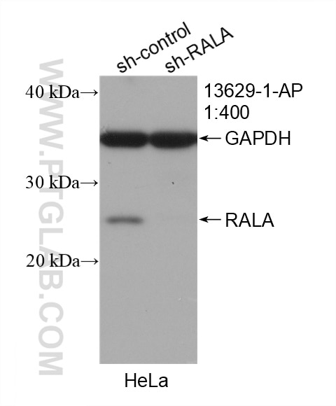Western Blot (WB) analysis of HeLa cells using RALA Polyclonal antibody (13629-1-AP)