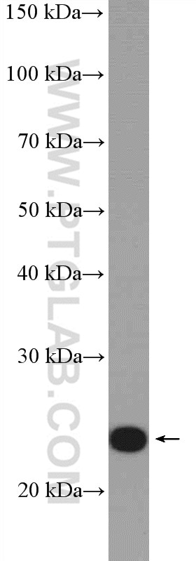 Western Blot (WB) analysis of mouse brain tissue using RALA Polyclonal antibody (13629-1-AP)