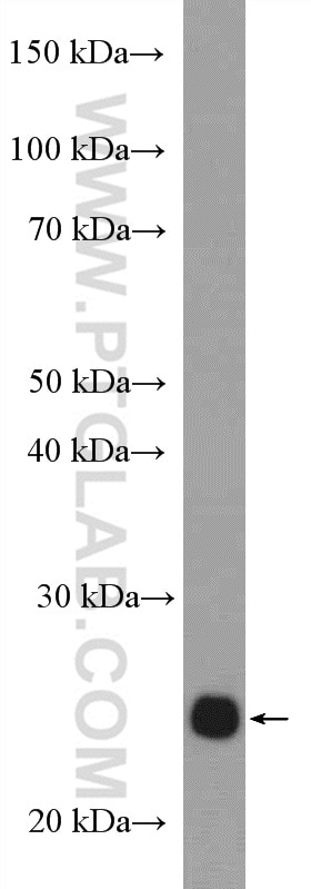 Western Blot (WB) analysis of rat brain tissue using RALA Polyclonal antibody (13629-1-AP)