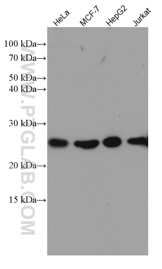 Western Blot (WB) analysis of various lysates using RALA Monoclonal antibody (67093-1-Ig)
