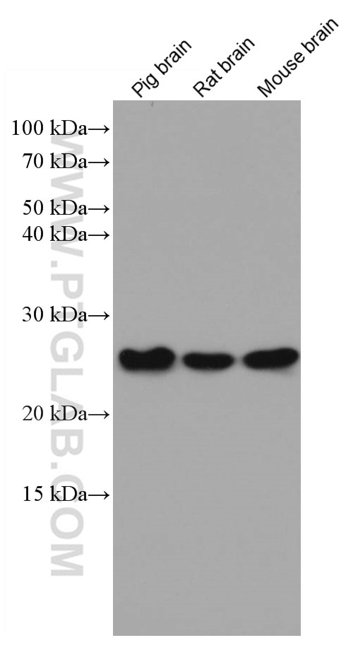 Western Blot (WB) analysis of various lysates using RALA Monoclonal antibody (67093-1-Ig)