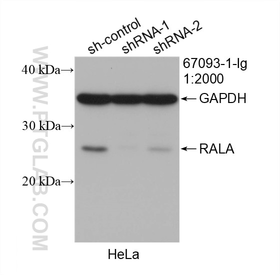 Western Blot (WB) analysis of HeLa cells using RALA Monoclonal antibody (67093-1-Ig)