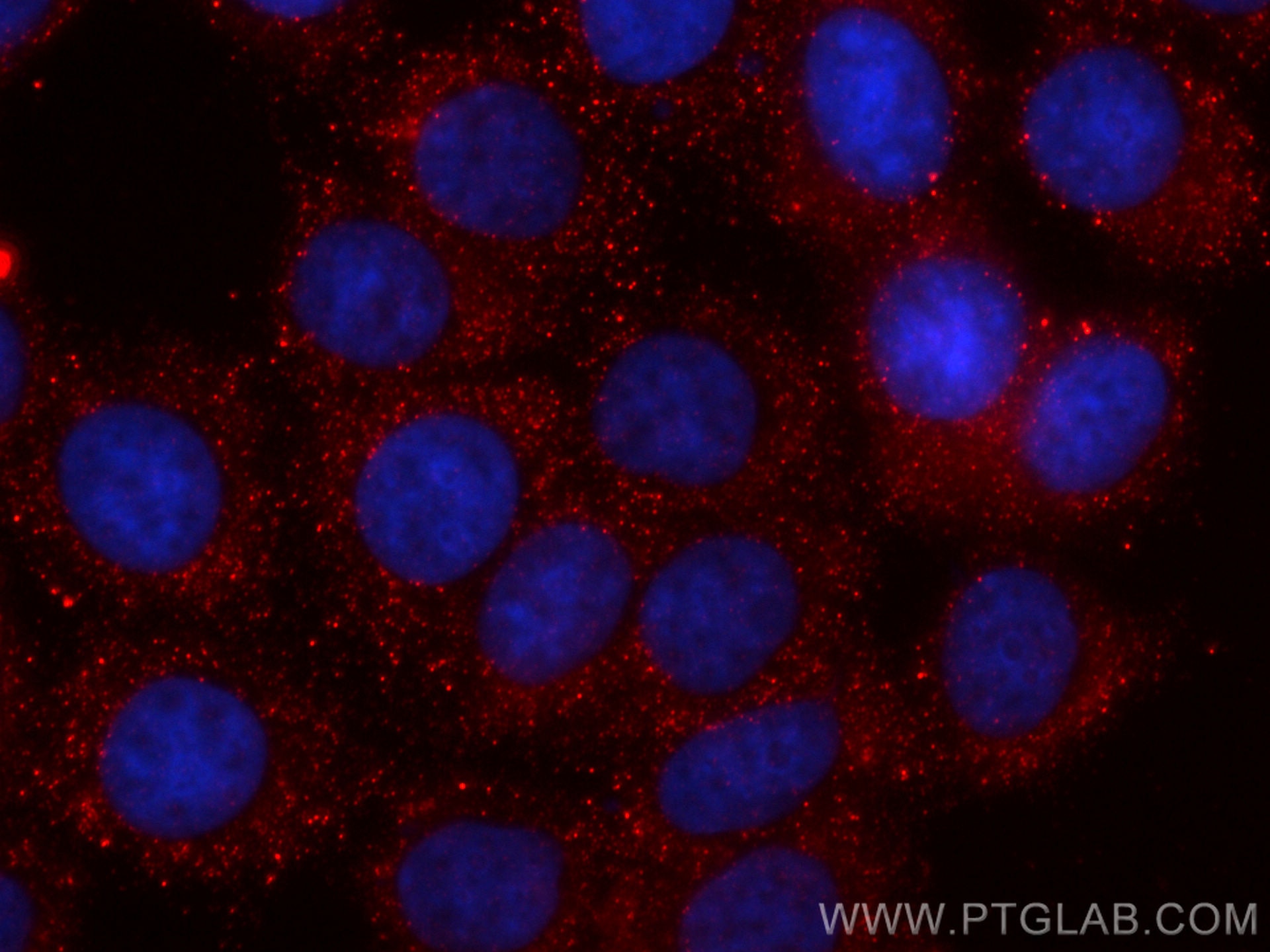 Immunofluorescence (IF) / fluorescent staining of MCF-7 cells using CoraLite®594-conjugated RALA Monoclonal antibody (CL594-67093)