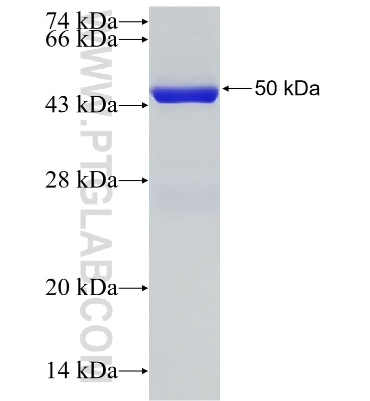 RALA fusion protein Ag4547 SDS-PAGE