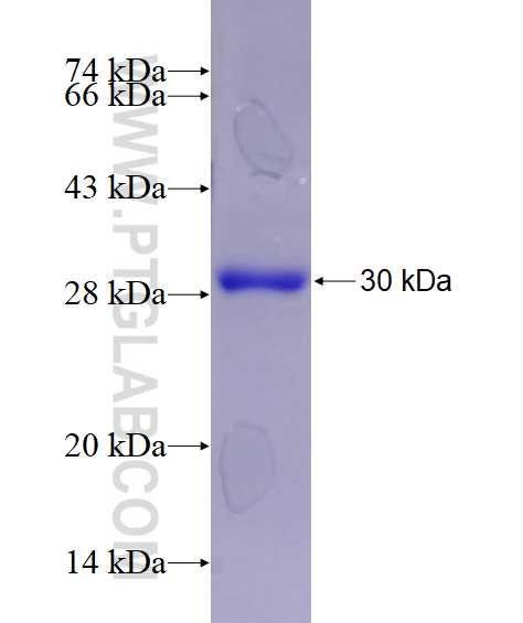 RALA fusion protein Ag5329 SDS-PAGE