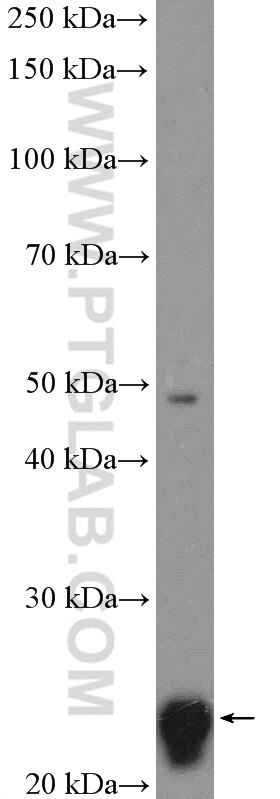 Western Blot (WB) analysis of mouse lung tissue using RALB Polyclonal antibody (12340-1-AP)
