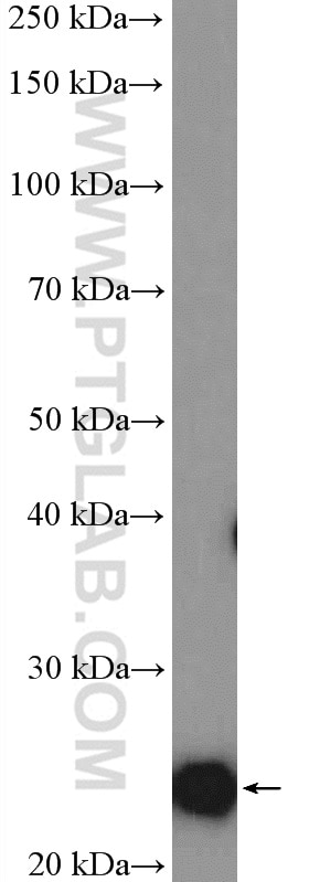 Western Blot (WB) analysis of mouse brain tissue using RALB Polyclonal antibody (12340-1-AP)