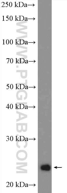 Western Blot (WB) analysis of Y79 cells using RALB Polyclonal antibody (12340-1-AP)